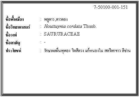 กล่องข้อความ: 7-50100-001-151 ชื่อพื้นเมือง : พลูคาว,คาวตอง ชื่อวิทยาศาสตร์ : Houttuynia cordata Thunb. ชื่อวงศ์ : SAURURACEAE ชื่อสามัญ : - ประโยชน์ : รักษาผดผื่นพุพอง ริดสีดวง แก้หนองใน สตรีตกขาว ดีซ่าน